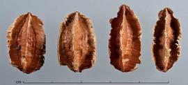   Fruits:   Terminalia   paniculata ; Photo by C. Southwick, Dried Botanical ID
